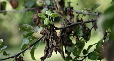 Příčiny bakteriálního popálení na hrušce, léčba antibiotiky a léky